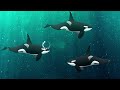 This Is Why Orcas Stopped Attacking Human Boats