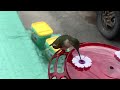 Hummingbird close up video