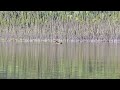 Moose at Toad River Lodge, BC