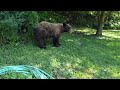 Following a Bear with a Drone