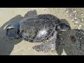 A Giant Turtle on Larnaca Beach.