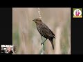Species Profile: Red-winged Blackbirds