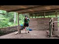 Harvesting Chicken (Rooster) Goes to market sell - Daily life of a girl living in the forest