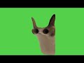Cat Meowing Meme | Green Screen