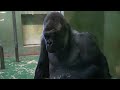 S1E029｜✍️ Story when Monta, Momoko & Momotaro were in Chiba Zoo.｜Gorilla｜モモコとモモタロウが居た時の話｜ゴリラ｜千葉市動物公園