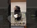 Monkey Eating Marshmallow #Marmoset #Monkey #FingerMonkey