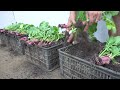 Do you like to eat red radish? Try this method to grow radishes at home. Tubers large and very sweet