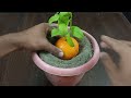 New idea ! Growing Oranges With Aloe Vera | How to Grow Oranges plant in cocopeat