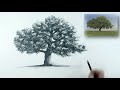 A Simple Method of How to Draw an Oak Tree using Pencil