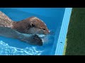 [Original Video] Funny Otters Playing in the New Pipe