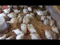 My Farm of 300 chickens