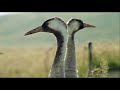 Las Alas de la Naturaleza  -02-  Otoño e Invierno - 2002 - Documental  720p