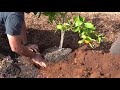 How to Plant Citrus Trees From Start to Finish (COMPLETE GUIDE) 🍊