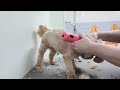 Grooming a Toy Poodle