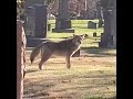 Largest Coyote + Wolf = Coywolf sighting in New York City - The Bronx?