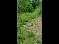 Food plot #1 Late Spring update