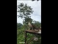 A Rescued Philippine Eagle Flies Free ❤️ 💕
