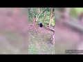 Rhino vs sloth bear