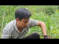 Hunt wild boar, set traps, harvest luffa to sell and build a farm life