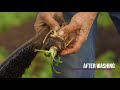 How to Grow No Dig Parsnips - Quick Bed Prep