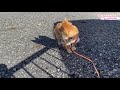 [面白い動画#9]かわいい犬-嵐の後、子犬を救出する!Funny dogs-Rescue a puppy after a storm😢