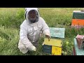 Turning pairs of nucs into honey producers