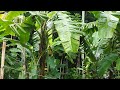 Fall asleep in 5 minutes with the sound of rain in a cool banana garden, ASMR