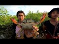 Brave Women Catch Many Huge Mud Crabs at Sea Swamp after Water Low Tide