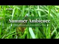 Summer Nature Sounds • Cicada Chirping • Cicada Shrilling in Japan [ 3 HOURS ] 🦗🦗