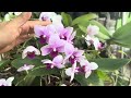 This easy secret to growing orchids! Flowers bloom profusely and do not rot roots