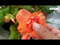 Begonias Tuberosas Sembradas por bulbos (paso a paso)