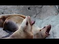 Sea Lions Barking