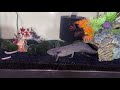 Feeding my Axolotl Night Crawlers