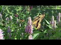 Giant Swallowtails Flying Slow Motion
