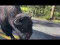 A very polite buffalo in Yellowstone
