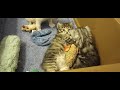 Mathilda's 4 Week Kittens (part 1)!