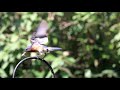 Pappa Bluebird dancing for wife