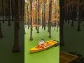 Luyang Lake Wetland Park - A Floating Forest In China