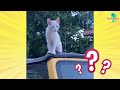 Hero Rescues Six Stray Kittens From Her Own Car! | Rescued! | Dodo Kids