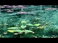 モネのスイレンのような池Monet's water lily in video