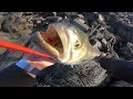 Shore JIGGING GIANT SWIMBAITS!  *Stripers & Bluefish In CAPE COD CANAL*