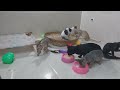 You Laugh You Lose😹Funniest Dogs and Cats 2024😻🐶