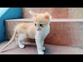 #kitten #kittenvideos #kittencare #kittens #kittensounds #kittendaily How to bath 2 months kitten