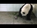 Birth of baby panda