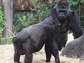 Haoko do childcare disturbance against Momoko. Gorilla at Ueno Zoo　ハオコ、育児妨害　上野動物園のゴリラ