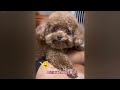 Cute Baby Animals 😂 Best Funny Cats and Dogs 😂😸 Cutest Animals 2024 #05