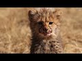 16 minutes with cheetah cubs from rewilding center