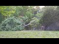 Easy tree cutting / wood chopping. tannerite.  #tannerite #boom #shorts