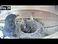 From laying eggs to leaving nest: 30 days in 20 min | Blackbird nest camera