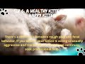 7 Tips - How to Stop Your Kitten From Biting Hands and Feet.